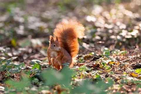 Curious Squirrel in a Sunlit Forest Scene 스톡 사진