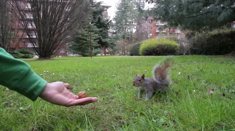 Curious squirrel takes a peanut from the hands Stock Footage 48266827