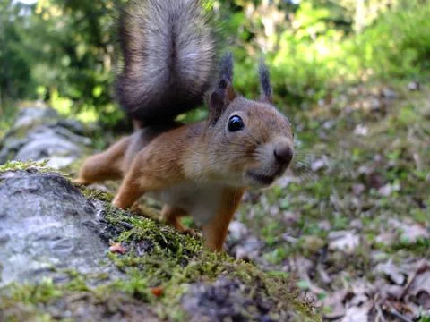 Curious squirrel on a tree trunk Stock Photos