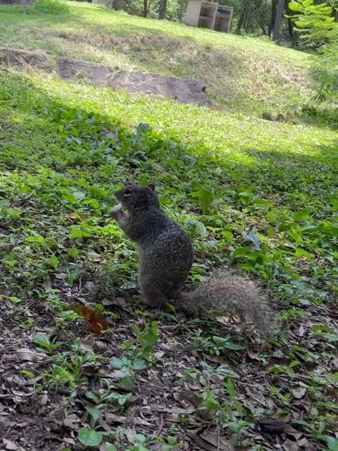Curious Squirrel Walks Up Close to Camera in Park Stock Footage 339578379