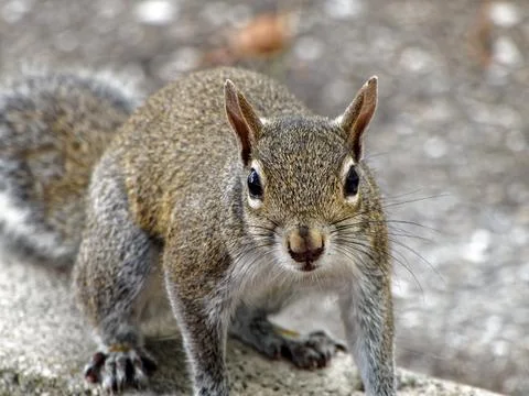 Curious Staring Squirrel Foto stock