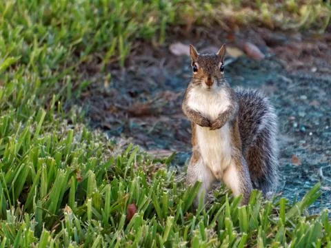 Curious Staring Squirrel Standing Upright on Ground Stock-Fotos