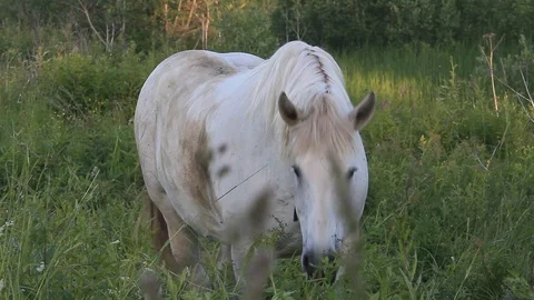 Curious steed Stock Footage 97224883