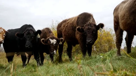 Curious Steers Heads Lowered Stock Footage 153240222