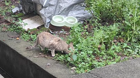 Curious Stray Cat Exploring a Garden: A Glimpse into Urban Wildlife Stock Footage 311437072