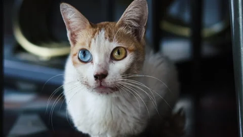 Curious stray cat with heterochromia looking at the camera Видео 341962217