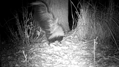 Curious Striped Skunk with Raised Tail in Coronado National Forest Stock Footage 337794398