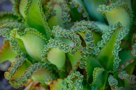 Curious Succulent Delight Foto stock