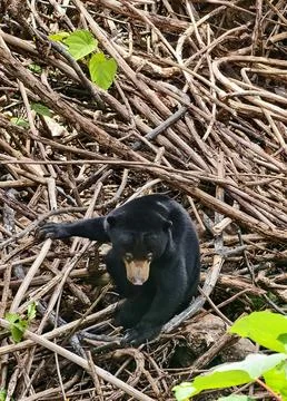 Curious Sun Bear In Dense Forest Habitat in Sepilok Stock Photos