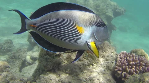 Curious surgeonfish at corals Stock Footage 306574525