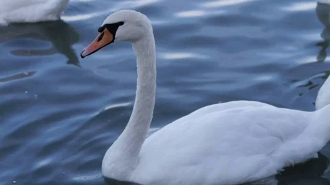 Curious swan Stock Footage 80145788