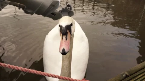 Curious Swan Stock Footage 150906162