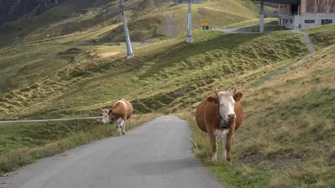 Curious Swiss Alpine cows Stock Footage 264971007