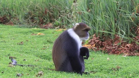 CURIOUS SYKES MONKEY FEEDING INSIDE MT KENYA FOREST. Stock Footage 313752084