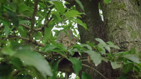 Curious Tabby Cat Climbing Down Tree Trunk in Natural Sunlight Stock Footage 347265750