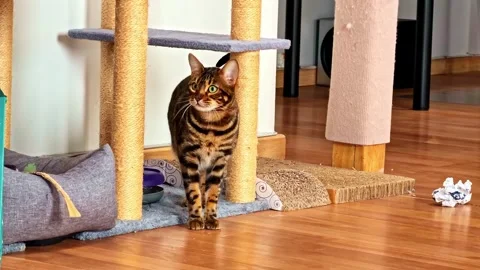 Curious Tabby Cat Exploring Indoor Play Area with Toys Stock Footage 326294236