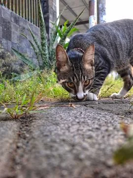 Curious Tabby Cat Exploring Outdoors Near Greenery Stock Photos