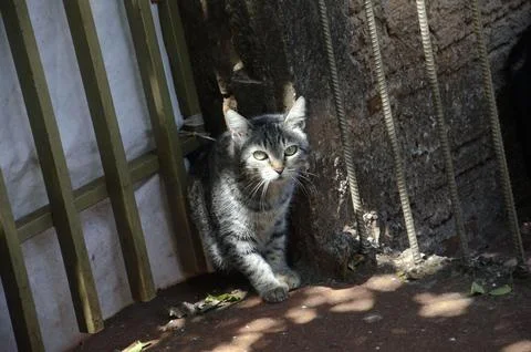 Curious tabby cat exploring the shadows. Stock Photos