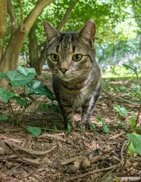 Curious Tabby Cat at Ground Level in Lush Green Garden Stock-Fotos
