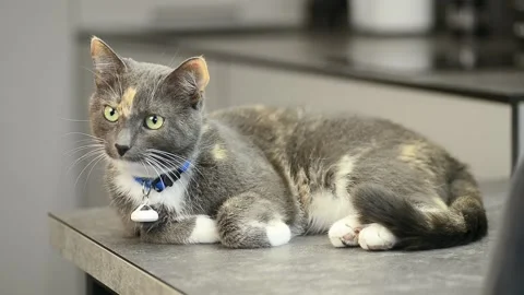 Curious tabby cat looking around and jumping down from a table surface Stock Footage 345267515