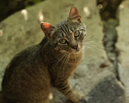 Curious tabby cat looking at camera outdoors in warm sunlight 库存照片