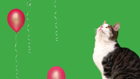 Curious tabby cat looking up at rising pink balloons on green 스톡 동영상 340260602