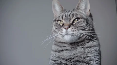 Curious tabby cat looking smoething on the wall Video stock 122337406
