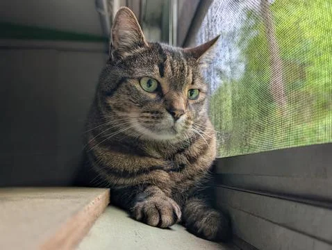 Curious Tabby Cat Looking Through Screened Window at Home Stock Photos