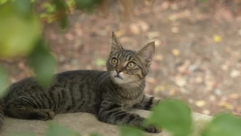 Curious tabby cat looks up through green leaves while resting outdoors. Video Stock Footage 317322710