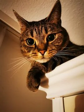 A curious tabby cat lying on the corner of a closet under the ceiling Stock-Fotos