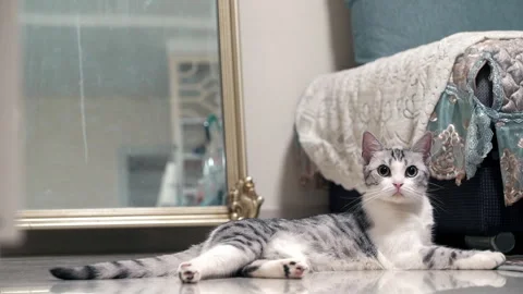 Curious tabby cat lying on a shiny floor Stock Footage 333210348