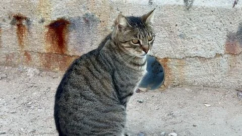 A Curious Tabby Cat is Observing Its Beautiful Surroundings with great inte.. Stock Photos