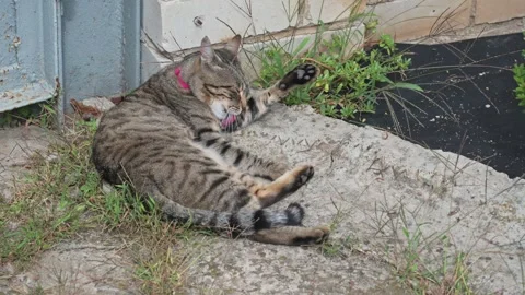 Curious Tabby Cat in Outdoor Setting Stock Footage 315416103