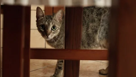 Curious tabby cat peeking through wooden chair indoors Stock Footage 340971211