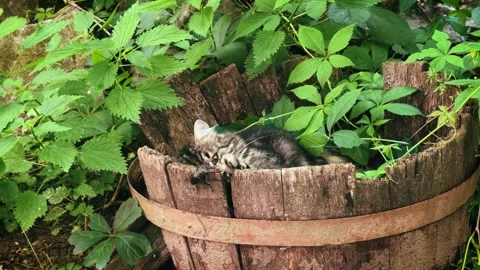 Curious tabby cat playing with a stag beetle in a rustic garden. Stock Footage 339071385