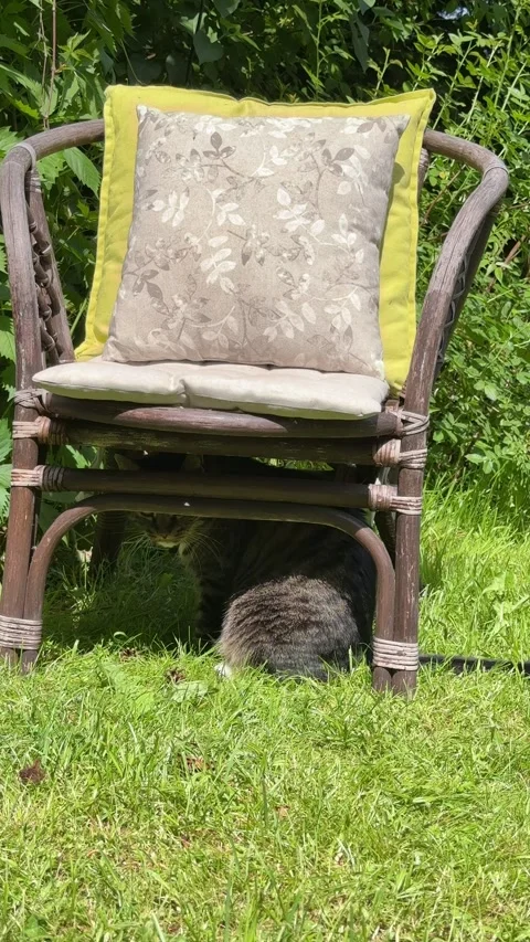 Curious Tabby Cat Resting Under Wicker Garden Chair in Sunny Backyard Video stock 336975868