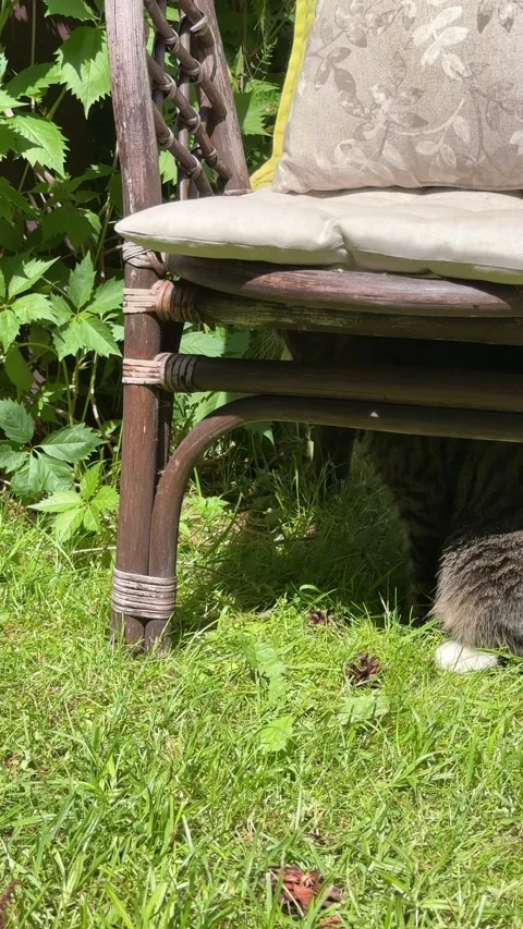 Curious Tabby Cat Resting Under Wicker Garden Chair in Sunny Backyard Video stock 336975875