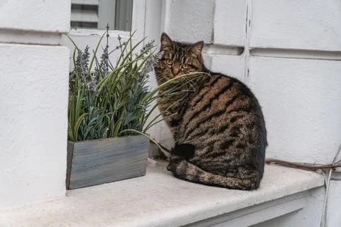A curious tabby cat sits on a windowsill beside a lavender planter Photos