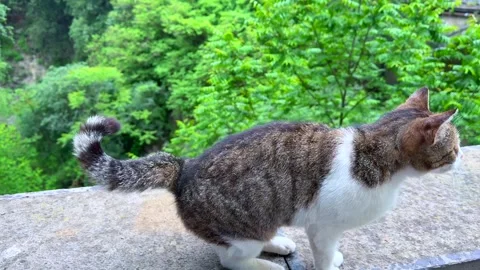 Curious Tabby Cat Sitting on Balcony Railing Overlooking Green Forest Stock Footage 310210341