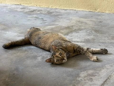 Curious Tabby Cat Sprawling Flat On Concrete Floor Looking At Camera 스톡 사진