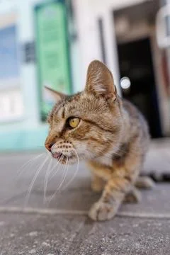 Curious tabby cat stares forward on sidewalk Stock Photos