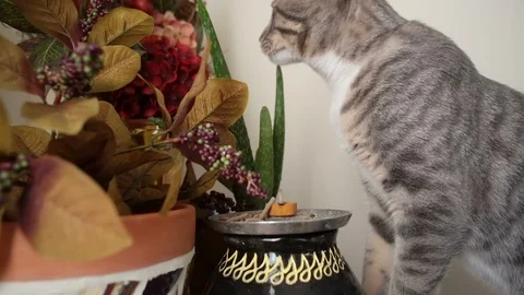 Curious Tabby Cat takes a bite out of a house cactus next to incense table Stock Footage 98363707