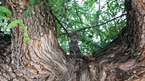 A curious tabby cat on a tree looks down, gets scared and runs up the trunk Stock Footage 153998534