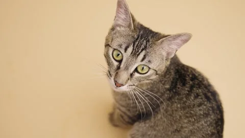 Curious tabby kitten looking around with copy space Stock Footage 339010156