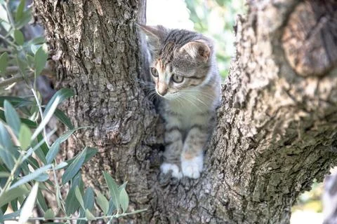A curious tabby kitten peeks through the fork of a tree Stock Photos