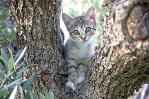 A curious tabby kitten peeks through the fork of a tree Stock Photos