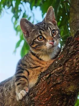 Curious Tabby Kitten Perched on a Tree Branch Stock Photos