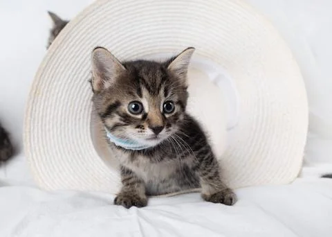 Curious tabby kitten Stock Photos