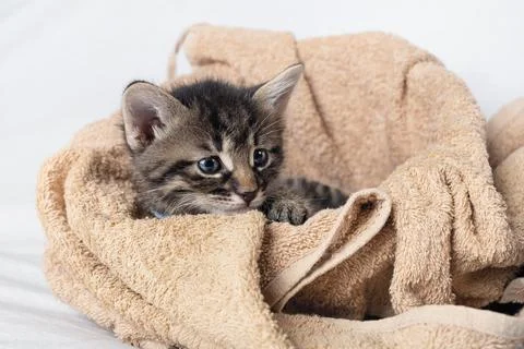 Curious tabby kitten Stock Photos