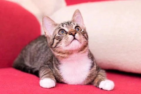 Curious tabby kitten on red sofa, bright eyes fixed on unseen toy, soft white Foto stock